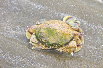 crab on a background of sand