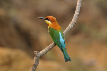 Chestnut-headed Bee-eater