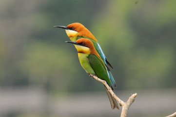 couple of Chestnut-headed Bee-eater