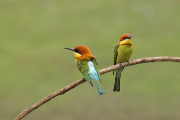Chestnut-headed Bee-eater