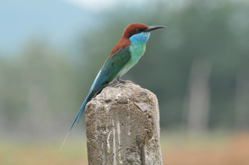 Blue-throated Bee-eater