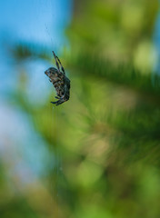 Cross spider sits on his cobweb. (Araneus diadematus).
