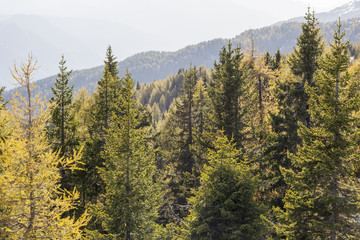 Mountain forest in autumn