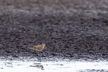 Curlew Sandpiper
