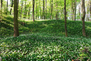 Blooming ramsons in the woodland
