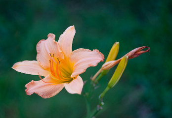 Obraz premium flowers