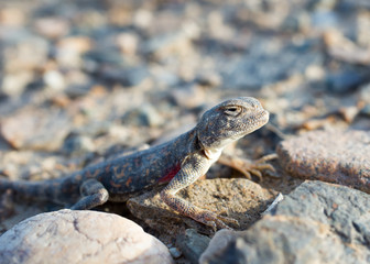 lizard