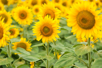 Fototapeta premium Sunflowers