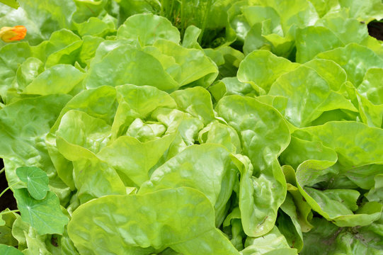 Close-up of lettuce in a garden field.