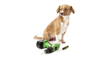 Portrait of dog with drill and screwdriver