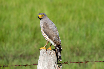 Roadside hawk