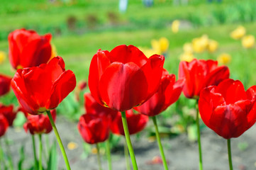 Obraz premium red tulip