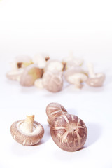 Shitake mushroom