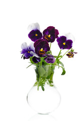 Beautiful pansies in transparent vase isolated on white backgrou