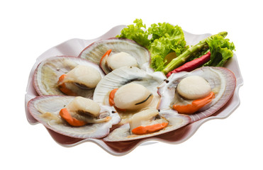 Raw fresh scallop