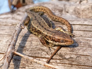 Waldeidechse Augen Geschlossen