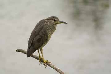 Black-crowned night heron