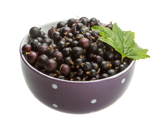 Black currant