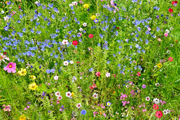 wild flowers on green meadow