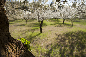 Cherry trees in bloom