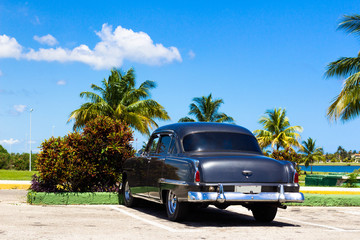 Kuba Oldtimer unter Palmen und blauen Himmel