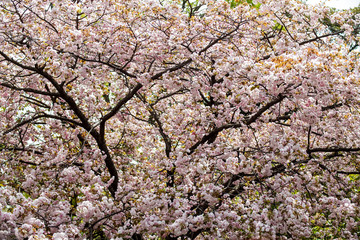Moat and cherry blossoms of Kyoto