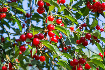 Cerises sur la branche du cerisier dans le verger