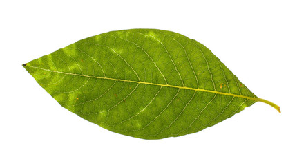 Fototapeta na wymiar Real willow leaf isolated