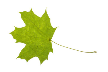 Real maple leaf isolated