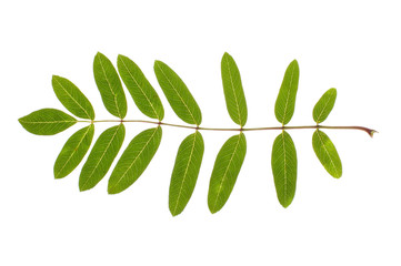 Real rowan leaf isolated