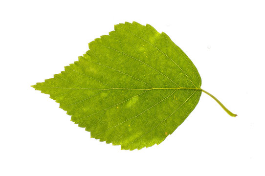 Real birch leaf with spots isolated