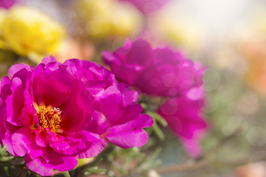 Fototapeta kolorowe tło jasnych kwiatów