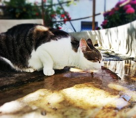 Il gatto beve l'acqua di una pozzanghera
