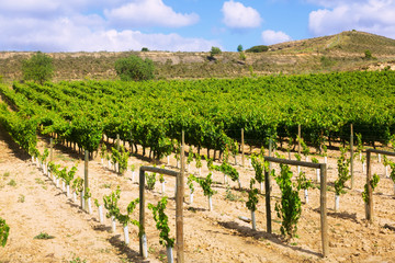 Fototapeta na wymiar Vineyards plantation. La Rioja