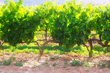 Fototapeta na wymiar Vineyards plantation in sunny summer day