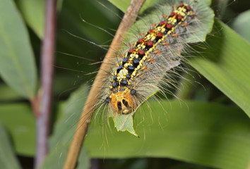 Caterpillar of gypsy moth 5
