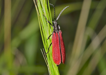 Red beetle (Cantharididae) 3