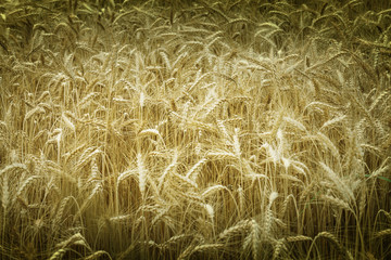 Field of ripe wheat