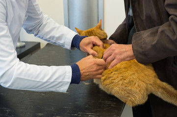 Veterinarian is looking for dehydration
