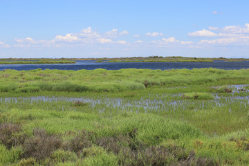 Fototapeta premium camargue