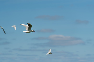 Fototapeta na wymiar Black-headed gull flying in the air