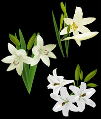 set of white lily flowers isolated on black