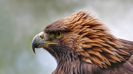 Close-up view of a Golden eagle (Aquila chrysaetos)
