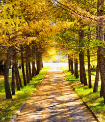Fototapeta na wymiar Autumn in a park. Fall season