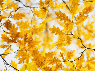 Yellow oak leaves in fall season