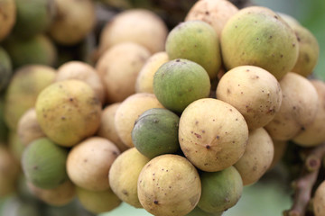 fresh wollongong fruits on tree.