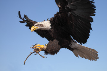 bald eagle