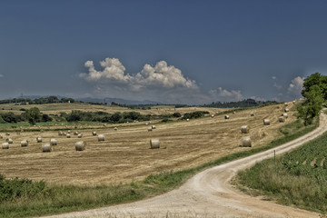 Field of hay bales