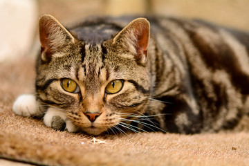Cat laying on mat