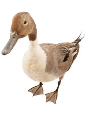 Pintail